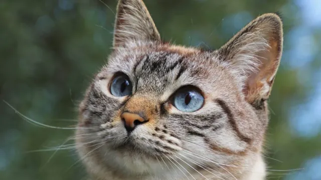 Кольпоскопия